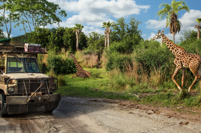 een vrachtwagen die naast giraffen rijdt tijdens de kilimanjaro-safaririt in Disney's Animal Kingdom-themapark
